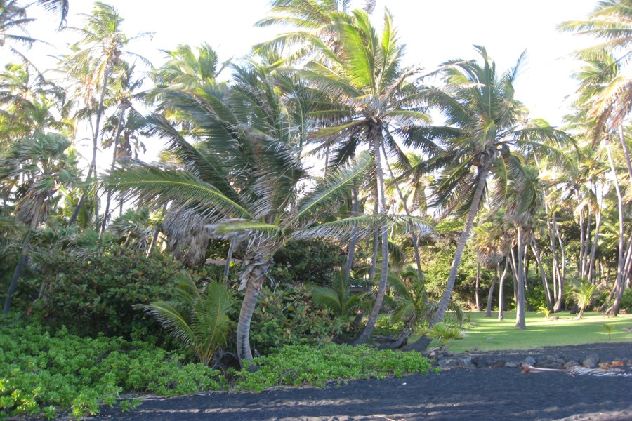 ../image/punaluu black sand beach 2.jpg